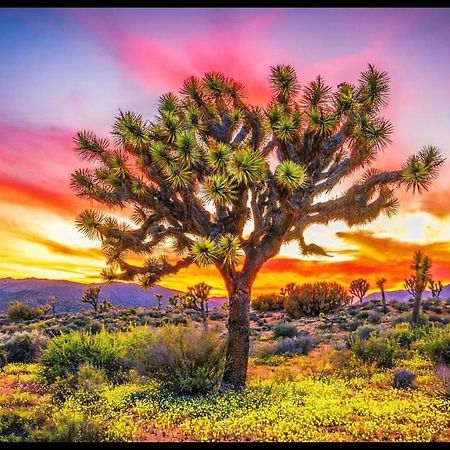 Desert Dreamer Yucca Valley Esterno foto