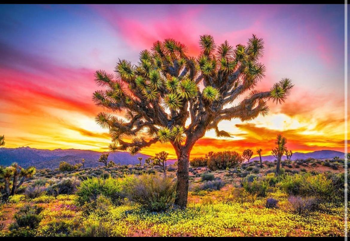 Desert Dreamer Yucca Valley Esterno foto